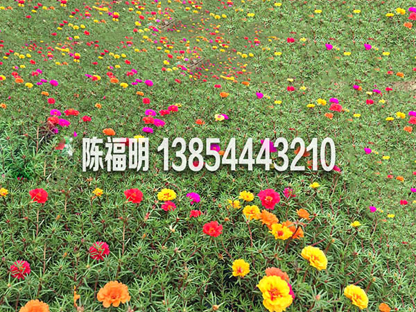 馬齒笕