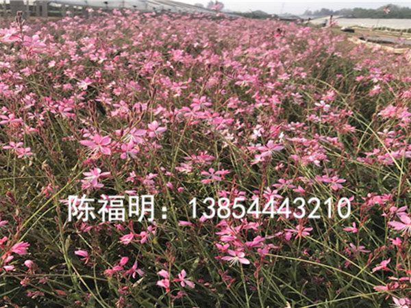 山(shān)桃草(cǎo)