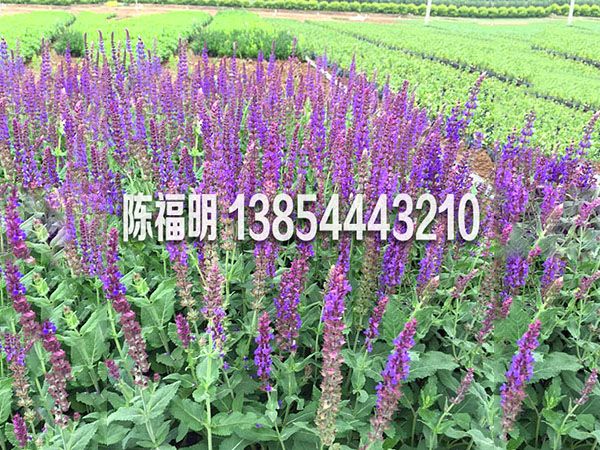 地被鼠尾草(cǎo)
