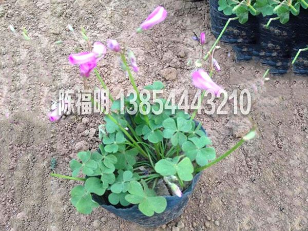 紅花(huā)炸醬草(cǎo)