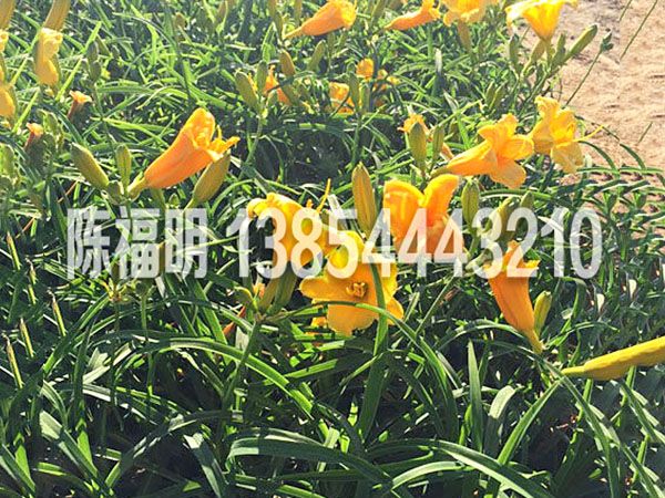 金娃娃萱草(cǎo)