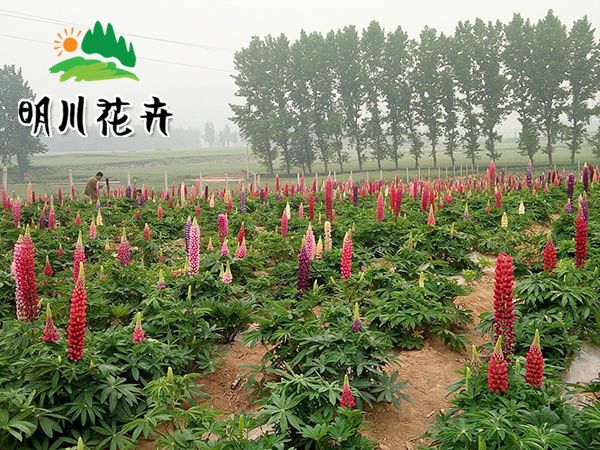 魯冰花(huā)