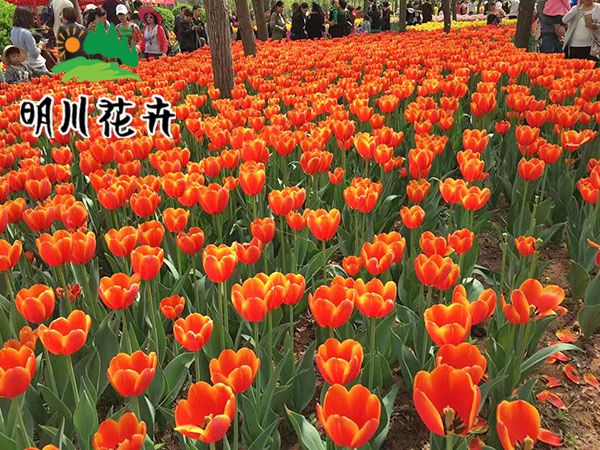 郁金香花(huā)海