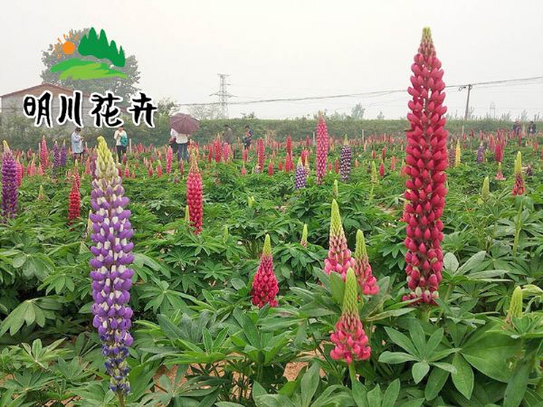 景觀花(huā)海